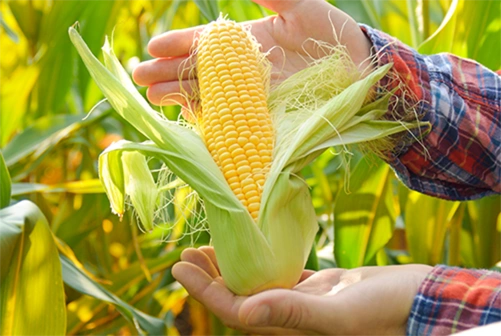 农产品行业深耕细作，期现结合贸易引领业内新风潮